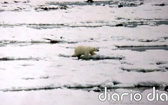 El hambre por deshielo diezma la población de osos polares