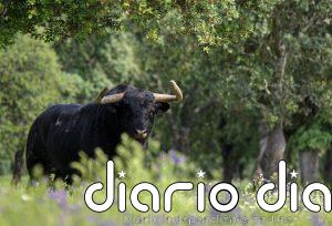 El nuevo Premio Nacional de Tauromaquia se falla el 11 de febrero en Toledo: "Cuanto más se prohíba, más proliferará"