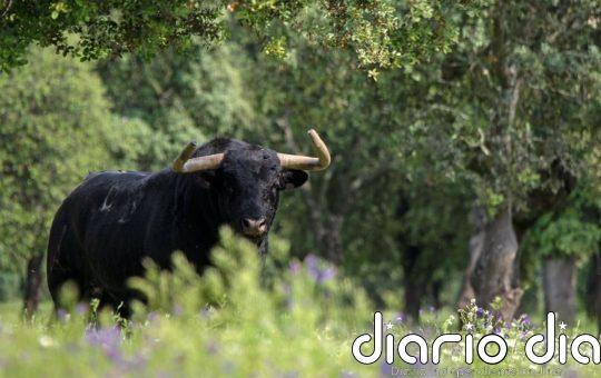El nuevo Premio Nacional de Tauromaquia se falla el 11 de febrero en Toledo: "Cuanto más se prohíba, más proliferará"