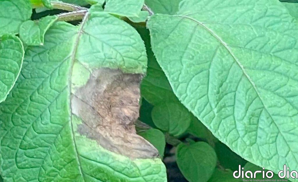 El patógeno de la hambruna irlandesa de la patata llegó desde los Andes