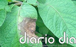 El patógeno de la hambruna irlandesa de la patata llegó desde los Andes