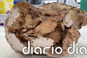 Identifican materia orgánica original en huesos de dinosaurio