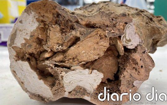 Identifican materia orgánica original en huesos de dinosaurio