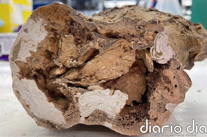Identifican materia orgánica original en huesos de dinosaurio