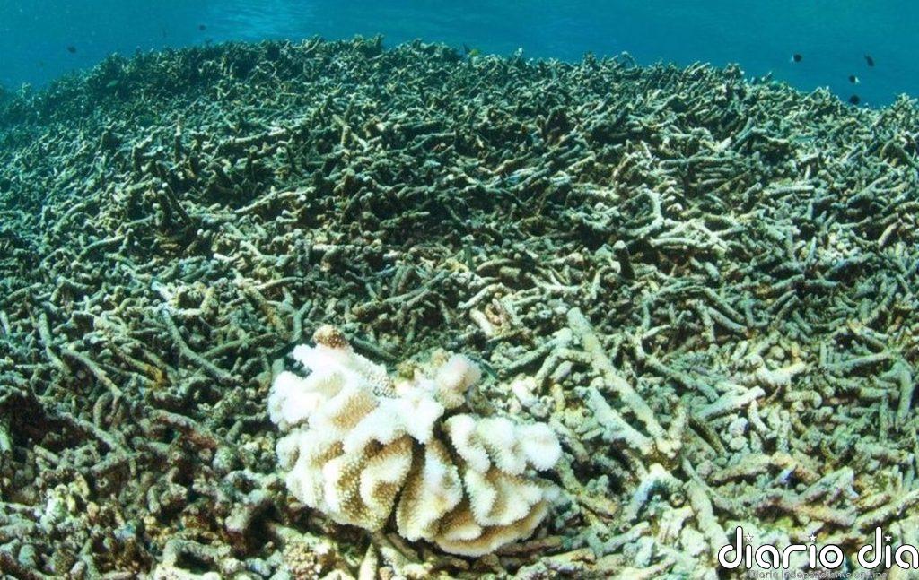 Las tres métricas de temperaturas del océano batieron récord en 2024