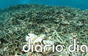 Las tres métricas de temperaturas del océano batieron récord en 2024