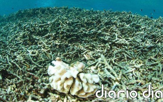 Las tres métricas de temperaturas del océano batieron récord en 2024