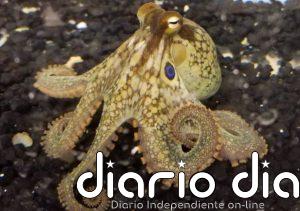 Los brazos del pulpo deben su destreza a un sistema nervioso segmentado