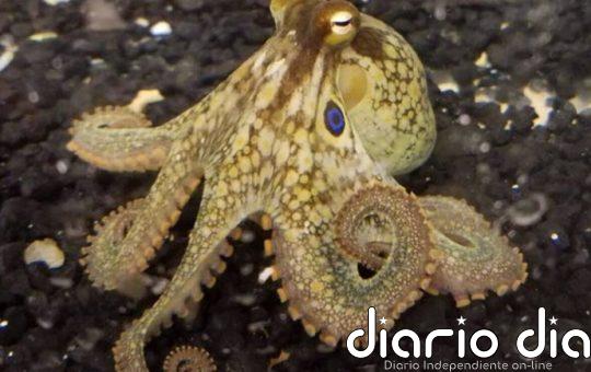 Los brazos del pulpo deben su destreza a un sistema nervioso segmentado