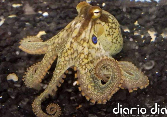 Los brazos del pulpo deben su destreza a un sistema nervioso segmentado