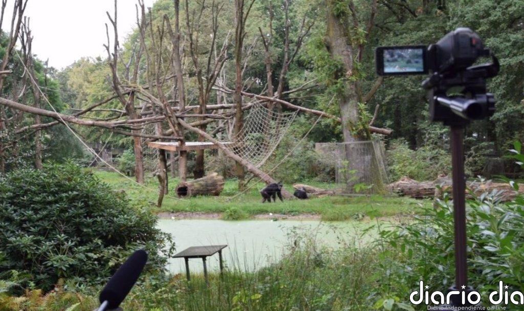 Los chimpancés emiten sonidos rítmicos