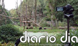 Los chimpancés emiten sonidos rítmicos