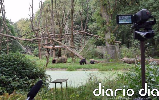 Los chimpancés emiten sonidos rítmicos