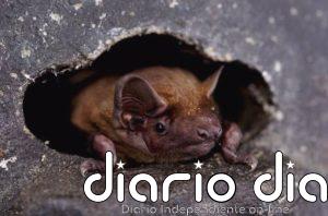 Los murciélagos aprovechan los frentes de tormenta en sus migraciones