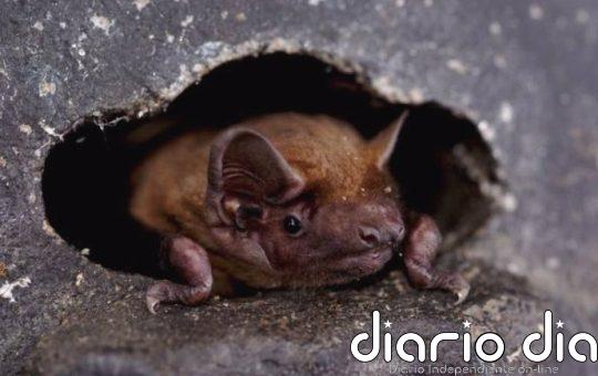 Los murciélagos aprovechan los frentes de tormenta en sus migraciones