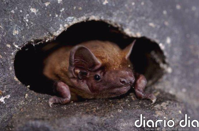 Los murciélagos aprovechan los frentes de tormenta en sus migraciones
