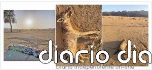 Primera hiena manchada vista y abatida en Egipto en miles de años