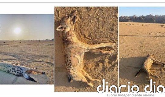 Primera hiena manchada vista y abatida en Egipto en miles de años