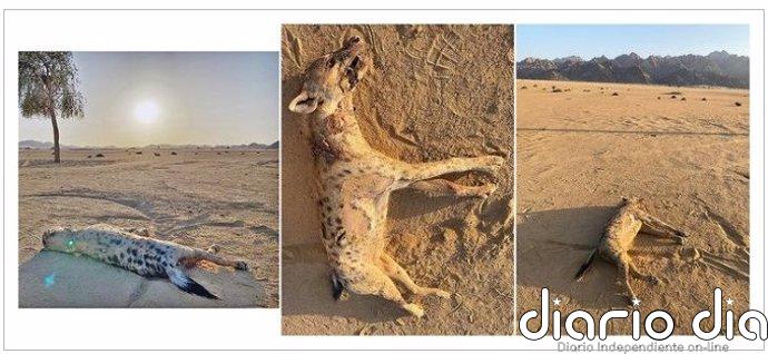 Primera hiena manchada vista y abatida en Egipto en miles de años