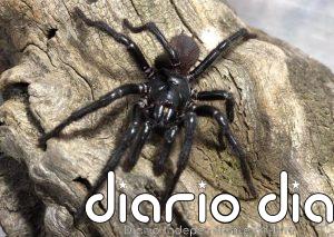 Solución a la 'crisis de identidad' de la araña más letal de Australia