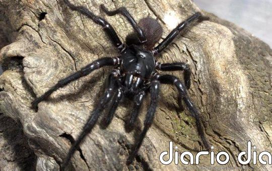 Solución a la 'crisis de identidad' de la araña más letal de Australia