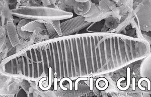 Un método basado en algas depura agua contaminada químicamente