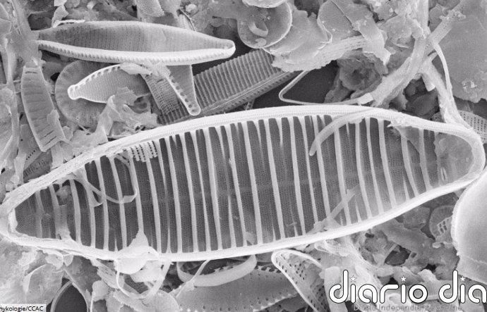 Un método basado en algas depura agua contaminada químicamente