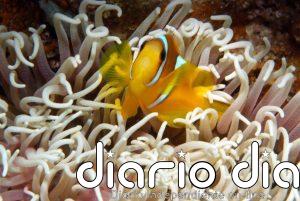 Descubren un 'parón' de 3.000 años en el crecimiento de corales