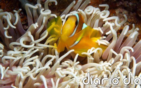 Descubren un 'parón' de 3.000 años en el crecimiento de corales