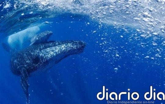 El canto de la ballena es estructuralmente similar al lenguaje humano