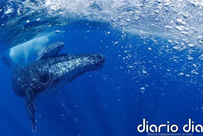 El canto de la ballena es estructuralmente similar al lenguaje humano