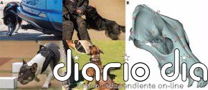 El cráneo no refleja las habilidades de las razas de perro