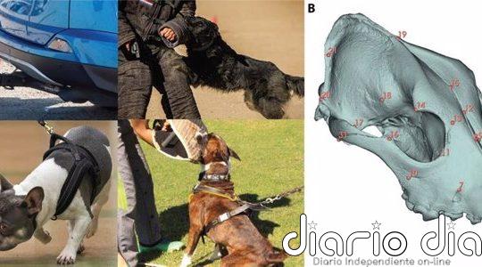El cráneo no refleja las habilidades de las razas de perro