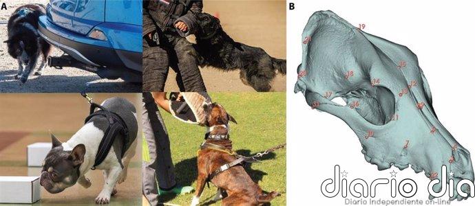 El cráneo no refleja las habilidades de las razas de perro