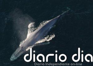 Excrementos de ballena fertilizaron los océanos del pasado