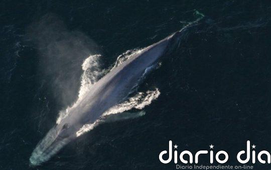 Excrementos de ballena fertilizaron los océanos del pasado