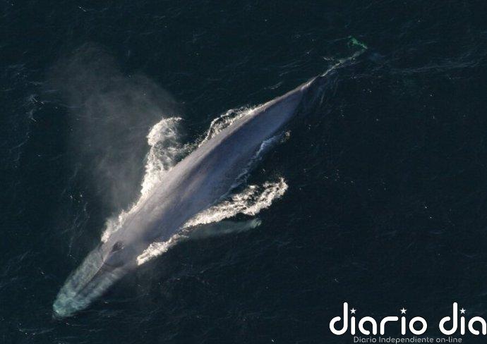 Las ballenas fertilizaban con sus excrementos los océanos del pasado Los Excrementos De Ballena Contienen Hierro Que Podría Haber Ayudado A Fertilizar Océanos Pasados