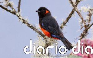 Importar madera de países pobres exporta extinción de especies