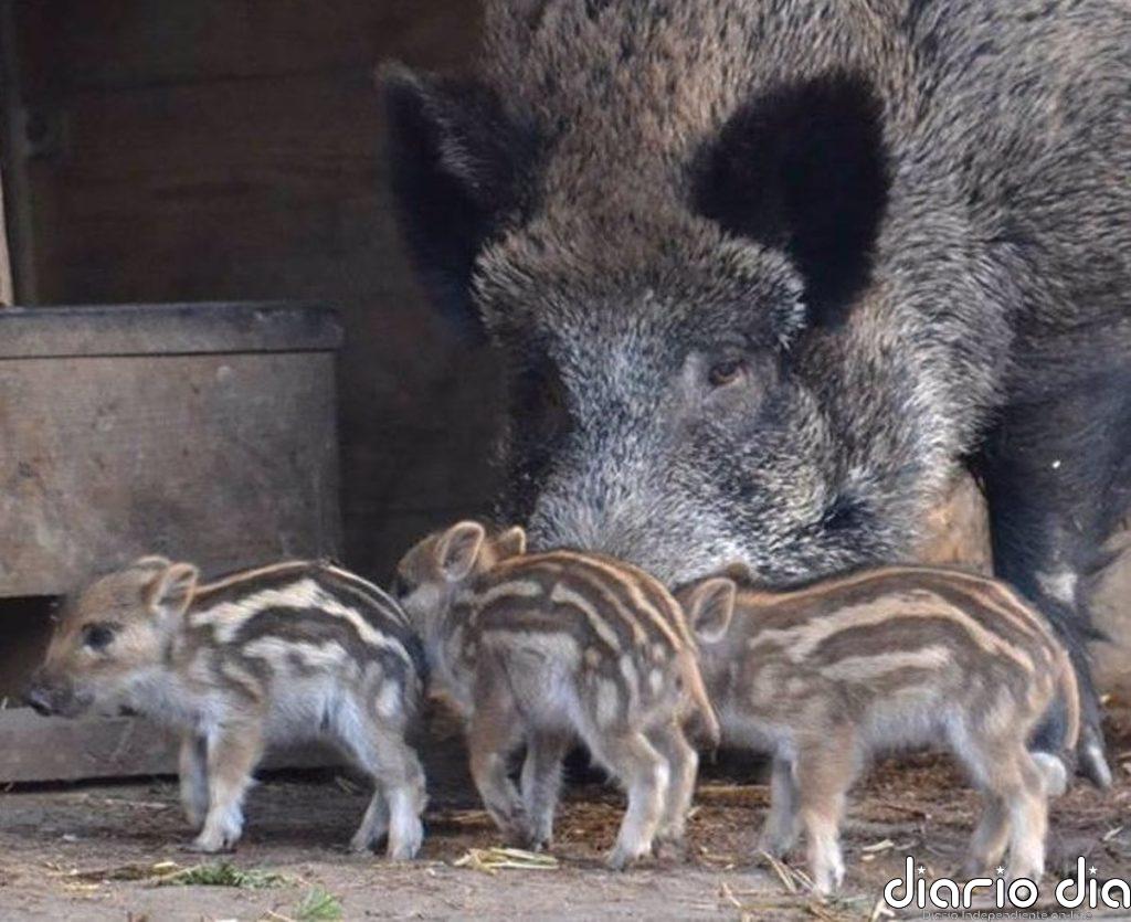 La Inteligencia Artificial desvela el lenguaje emocional de los animales