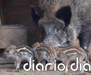 La Inteligencia Artificial desvela el lenguaje emocional de los animales