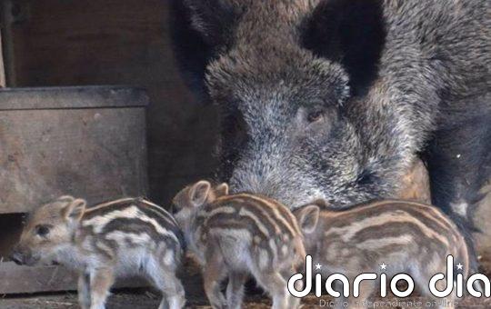 La Inteligencia Artificial desvela el lenguaje emocional de los animales