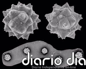 Las palmeras prosperaron en Canadá hace millones de años