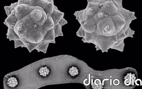 Las palmeras prosperaron en Canadá hace millones de años