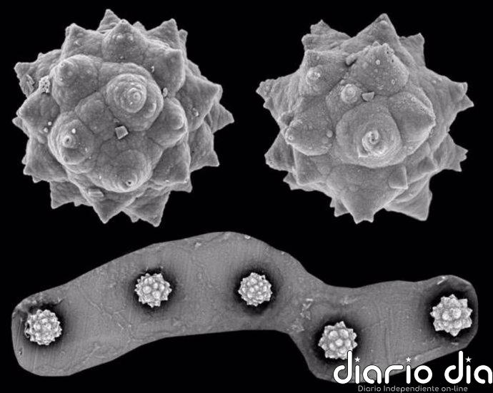 Las palmeras prosperaron en Canadá hace millones de años Fitolitos de palma de la localidad de Giraffe Pipe, un depósito del Eoceno de 48 millones de años situado en el subártico canadiense