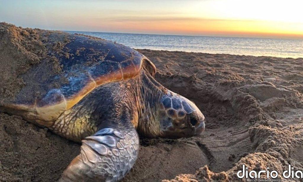 Las tortugas marinas anidan antes en respuesta al cambio climático