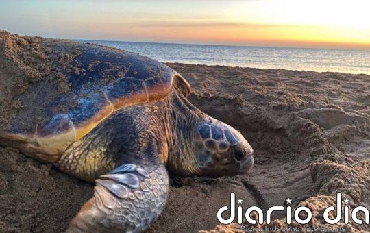 Las tortugas marinas anidan antes en respuesta al cambio climático