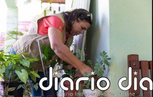 OPS alerta por nuevo tipo de dengue en países de América