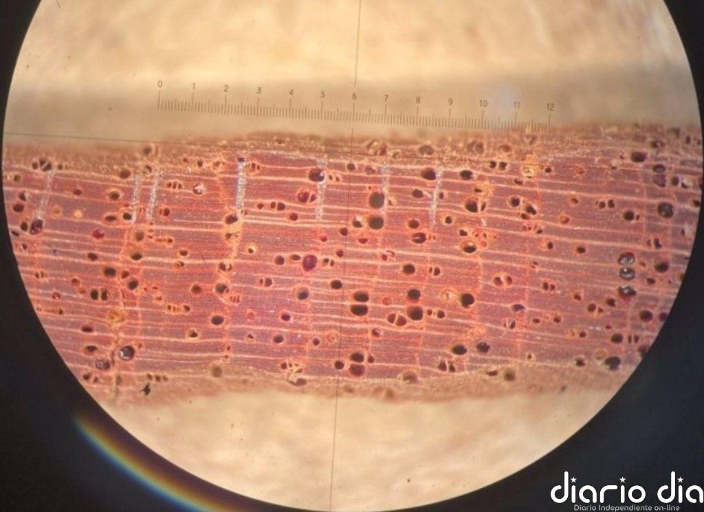 Un siglo de CO2 extra ha beneficiado a los árboles tropicales