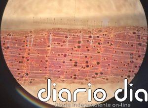 Un siglo de CO2 extra ha beneficiado a los árboles tropicales