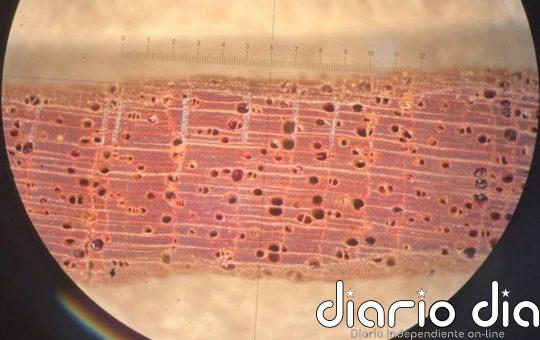 Un siglo de CO2 extra ha beneficiado a los árboles tropicales